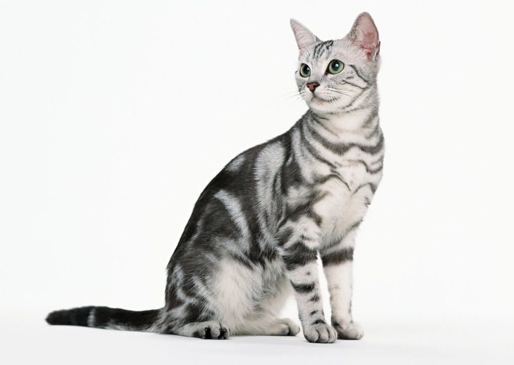 A silver tabby cat sitting against a white studio background