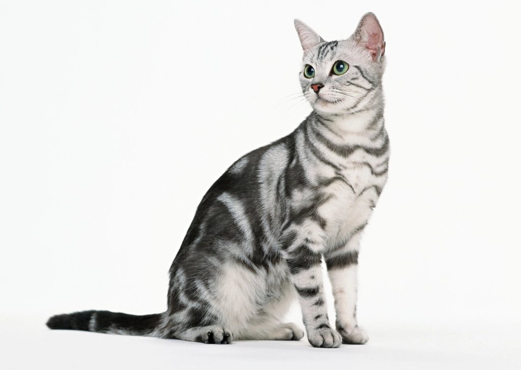 A silver tabby cat sitting against a white studio background